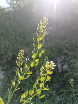 阳光下的嫩绿植物菥蓂