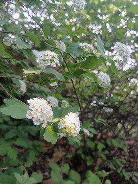 白色繁花绽放于绿叶间绣线菊