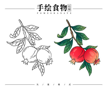 手绘石榴矢量图