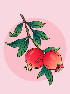 手绘石榴插画