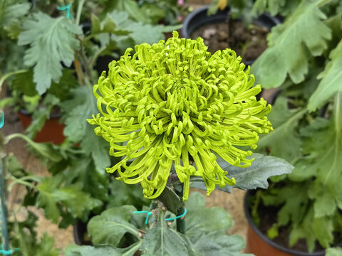 翠绿菊花