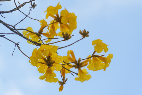 蓝天映衬下黄花风铃花簇