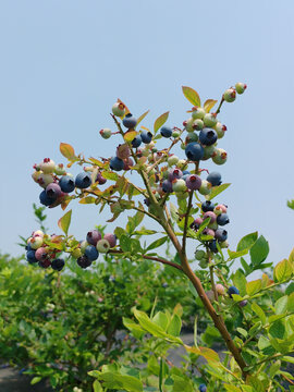 蓝莓