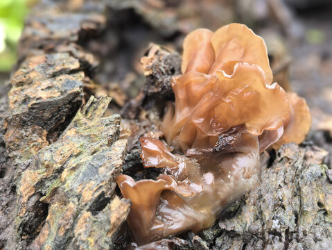 雨天鲜木耳拍摄