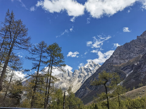 蓝天雪山下的葱郁山林