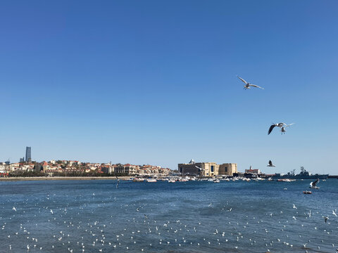 海滨城市海鸥飞翔景致
