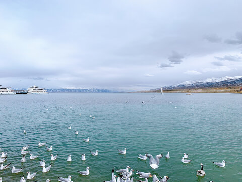 湖畔群鸥与远处游船景致