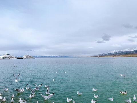 湖畔海鸥翔集的悠然景致