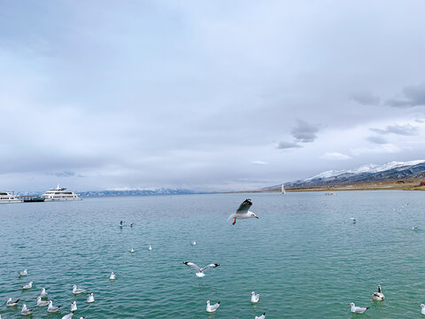 湖畔海鸥翔集的美丽景致