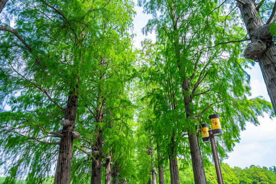 林荫道杉树林