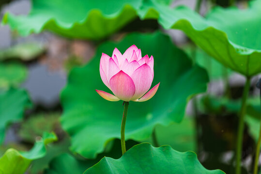 一朵莲花特写