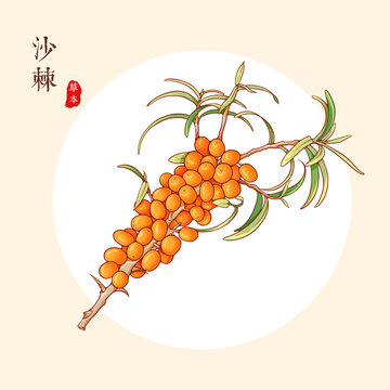 沙棘