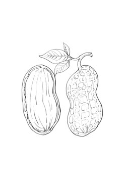 手绘花生线条插画素材