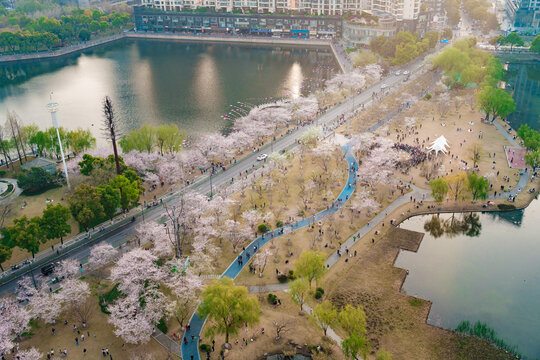 武汉西北湖湖畔烂漫樱花下的春日盛景