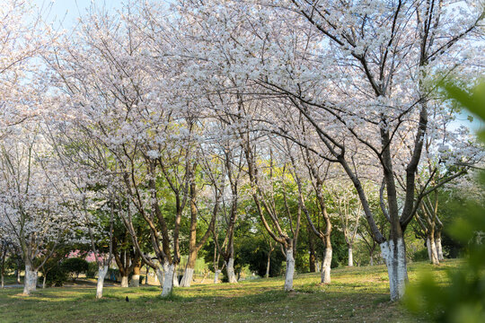 武汉堤角公园樱花盛开烂漫樱花林的春日美景