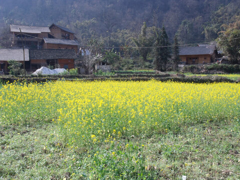 油菜花开