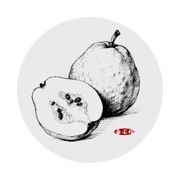番石榴插画