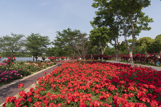 月季花花园