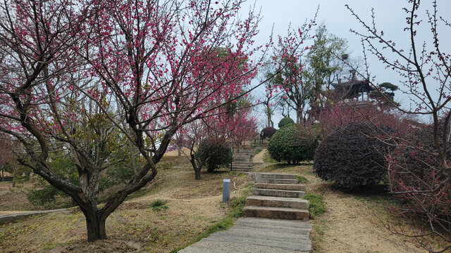 春日繁花盛开的园林小径