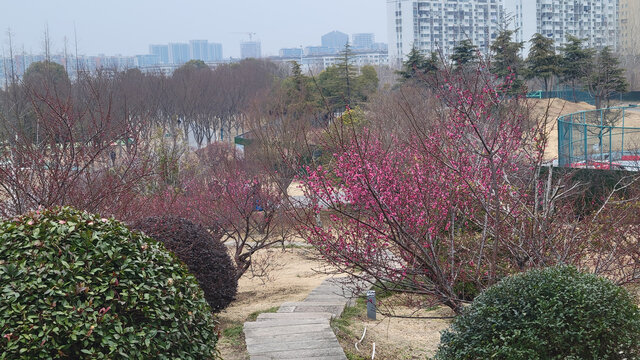 城中春景