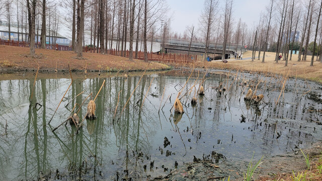 冬日萧瑟的池塘景致