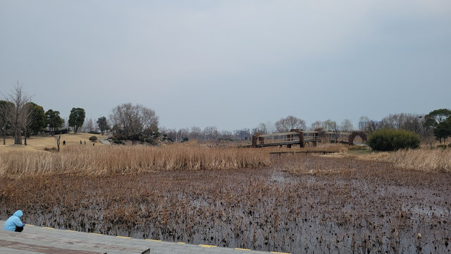 湖畔湿地的静谧景致
