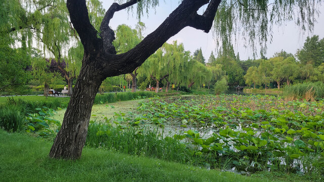 湖畔垂柳与荷塘景致