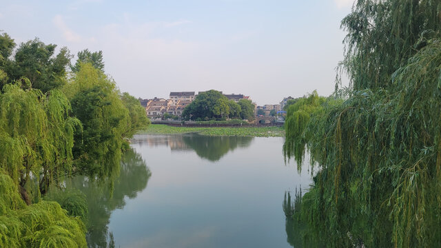 河畔垂柳与远处民居景致