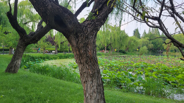 湖畔垂柳与繁茂荷塘景致