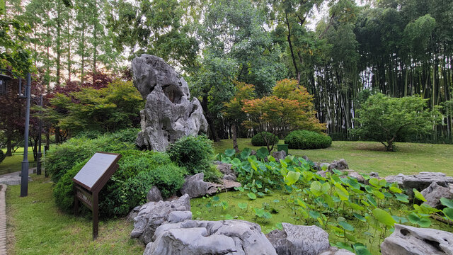 园林奇石与绿植景致