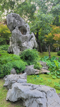 园林奇石与绿植景致