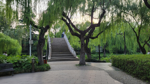 垂柳环绕的公园石桥景致