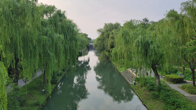 河畔垂柳绿意盎然景致