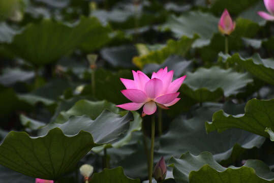 荷花