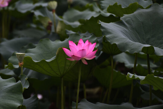 荷花