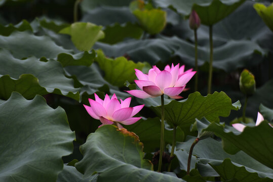 荷花