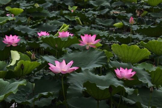 荷花