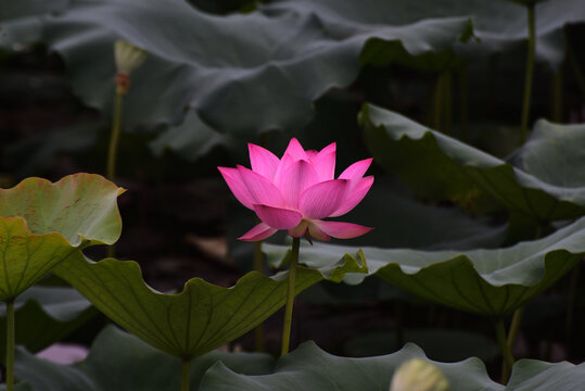 荷花