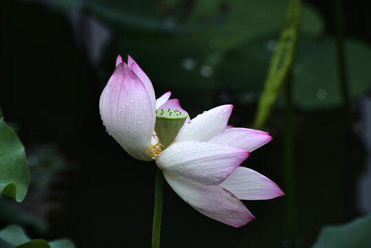 荷花