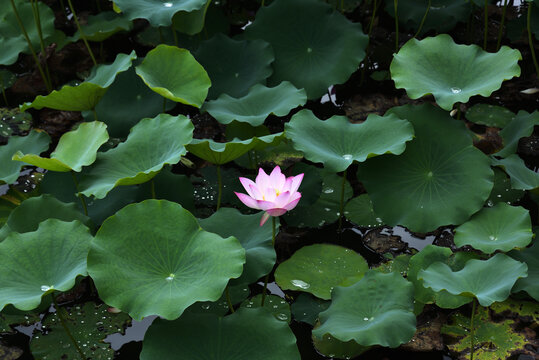 荷花