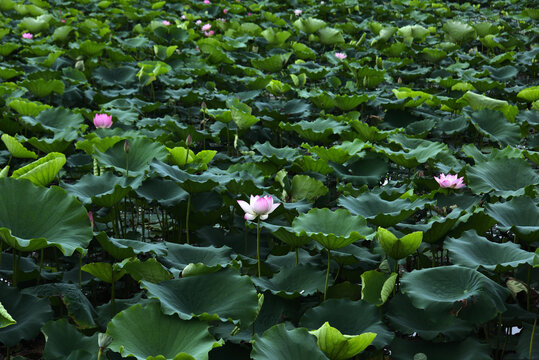 荷花