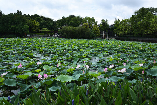 夏日荷塘荷花莲叶美景
