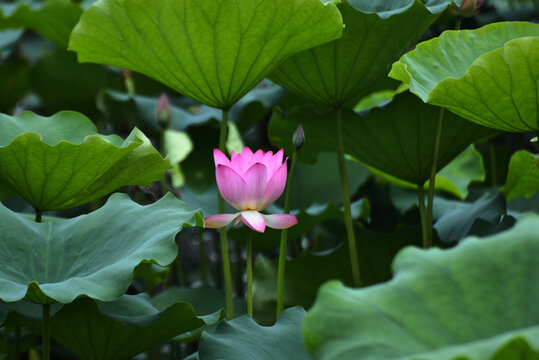 荷花