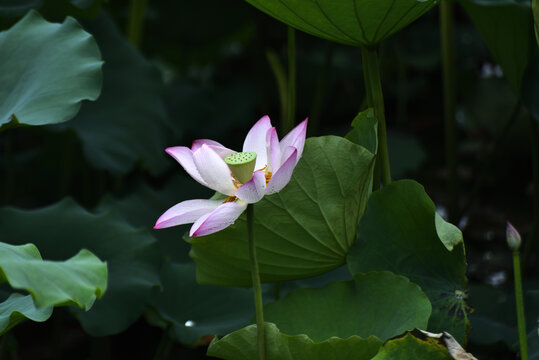 荷花