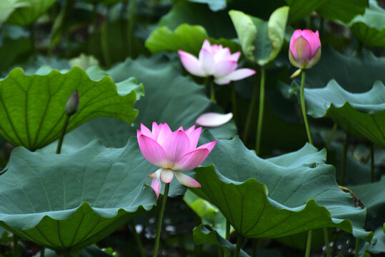 荷花