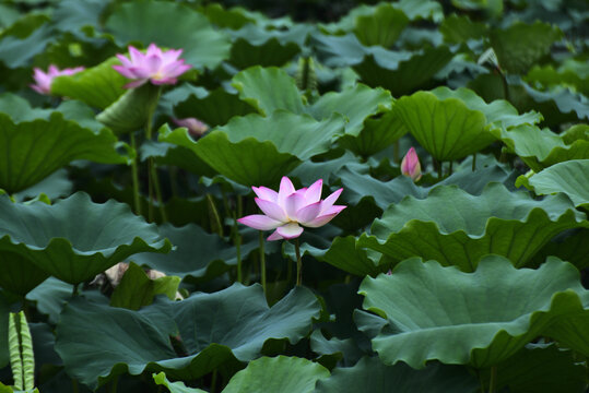 荷花