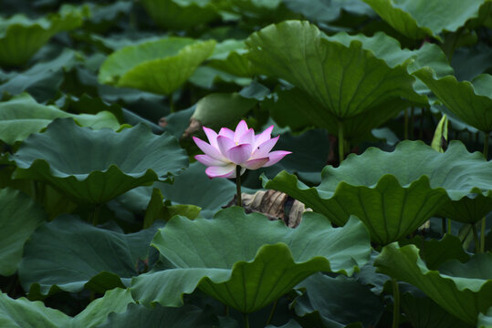 荷花