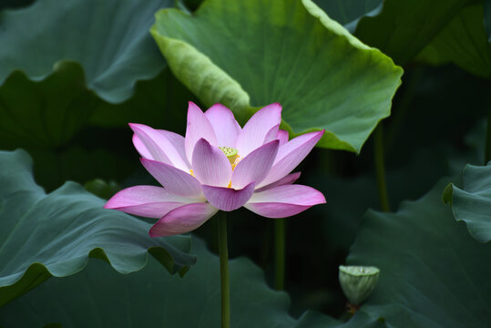 荷花