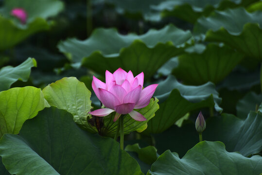 荷花