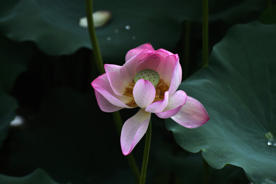 荷花